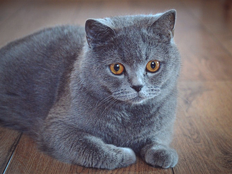 Британская кошка: описание породы и характера, 20 фото, видео