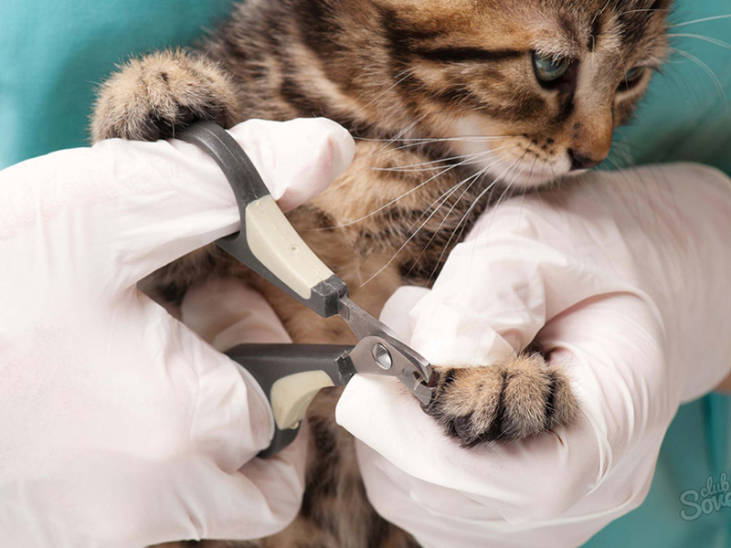 Как самостоятельно подстричь кошке когти эффективные советы