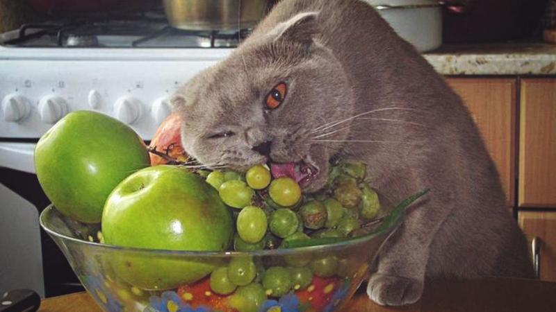 Кошка не ест сутки что делать. Что делать если кот отказывается есть и пить