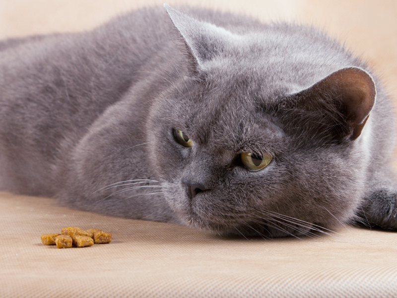 Кошка не ест ест плохо нет аппетита или он плохой
