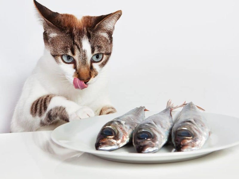 Можно ли кошке давать сырую рыбу