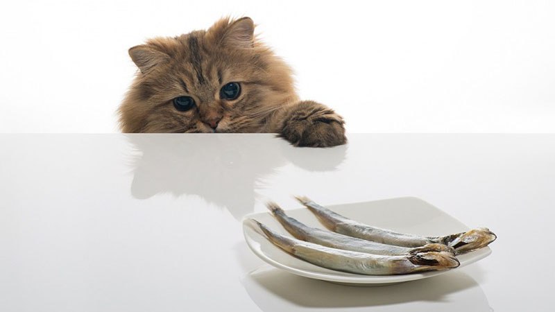 Рыба - вредная еда для кошек