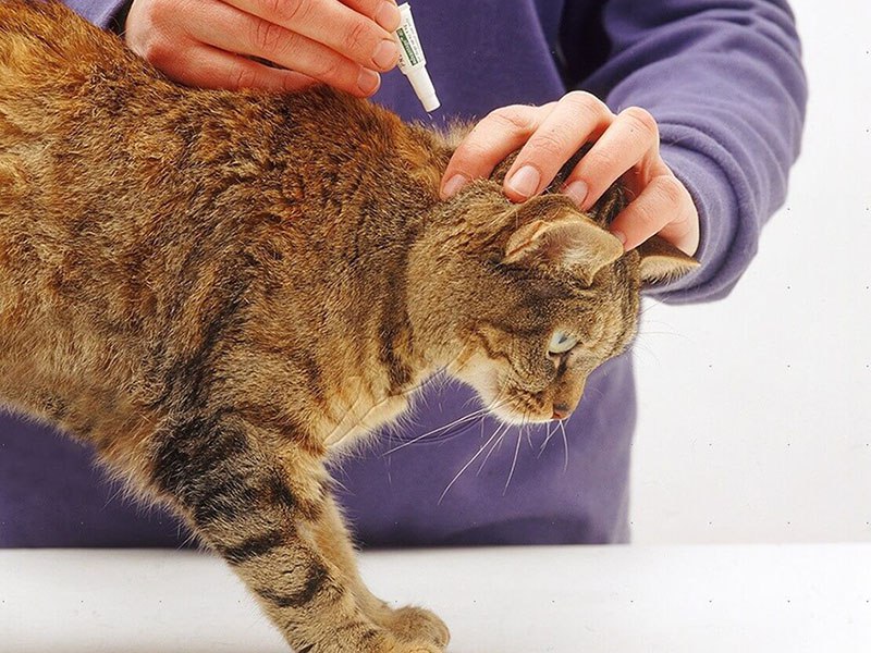 Как лечится подкожный клещ у кошек в домашних условиях