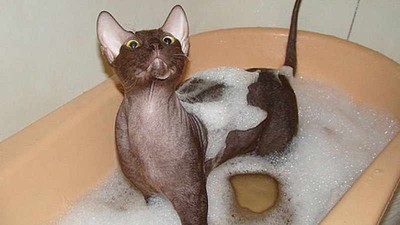 Приучать кошку к ванне нужно с раннего возраста