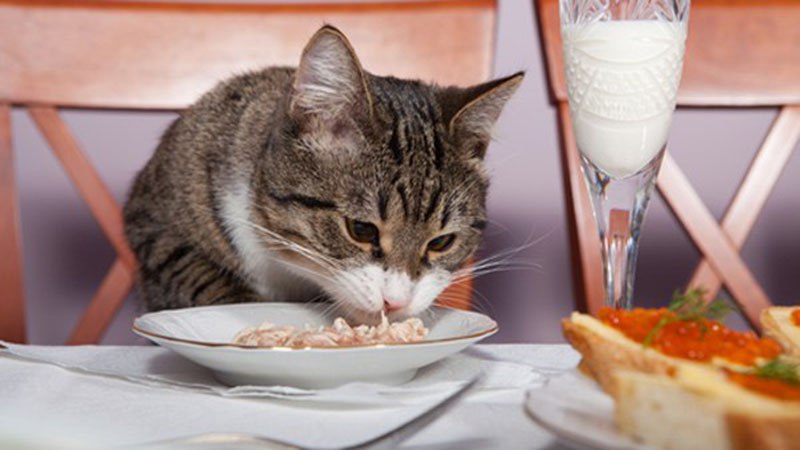 Нельзя давать кошке продукты со своего стола