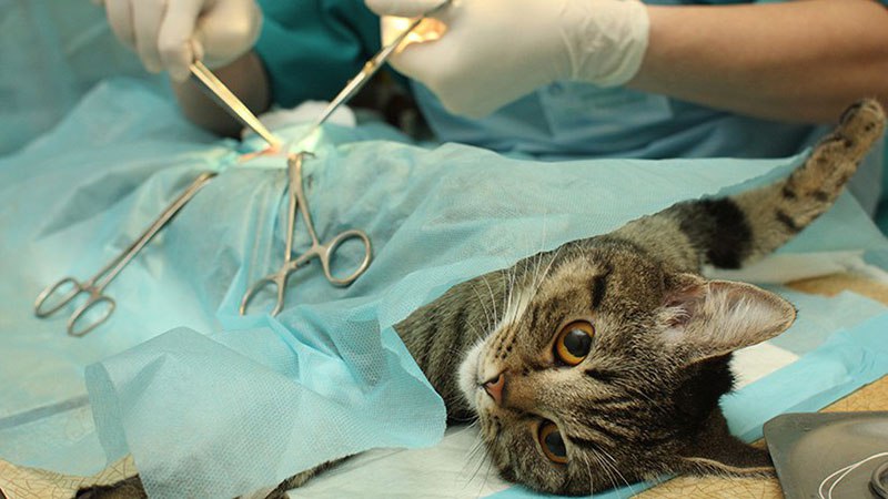 Как проходит стерилизация кошек