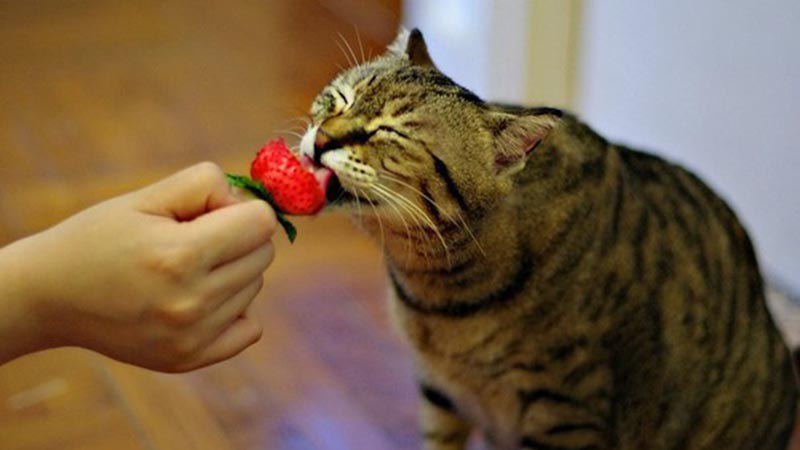 На десерт кошке можно давать фрукты 