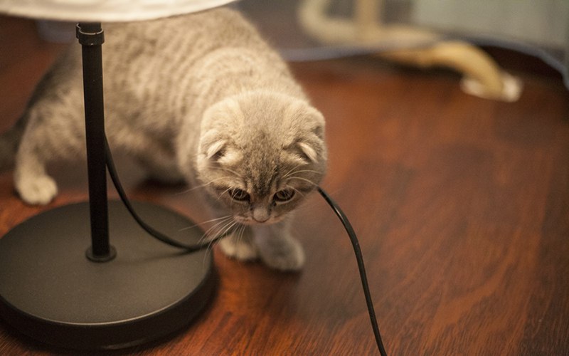 Кот грызет провода в доме