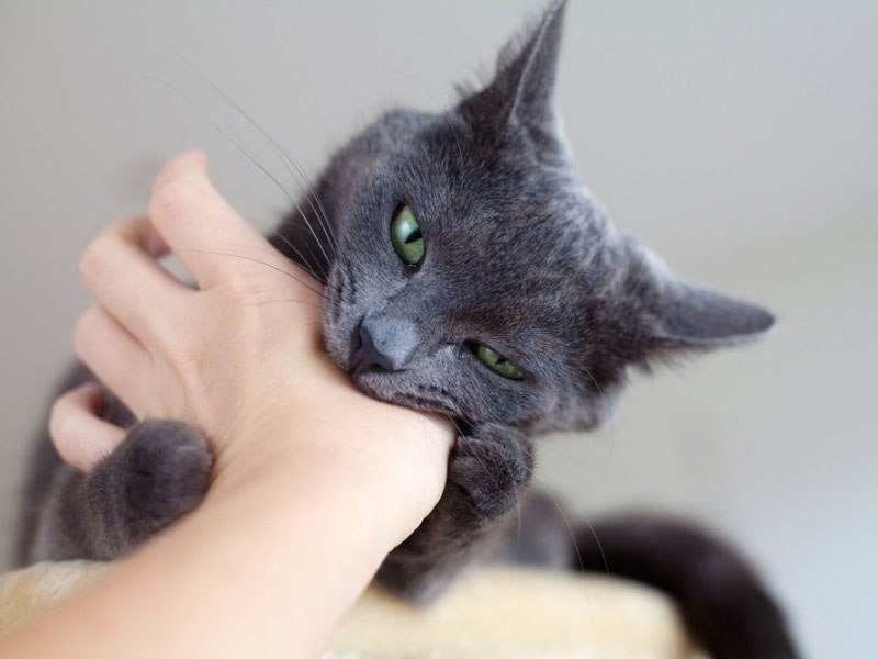 Как избавить котнка от привычки кусать и царапать своих владельцев