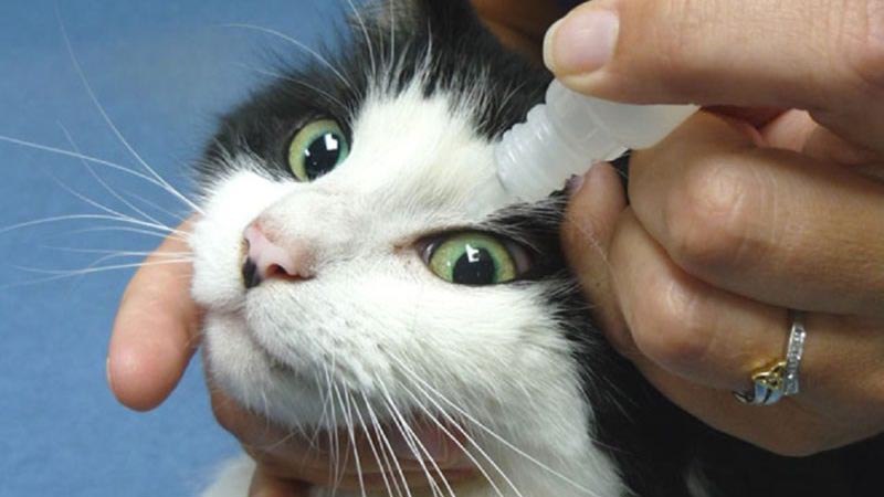 Как правильно закапывать глаза кошке