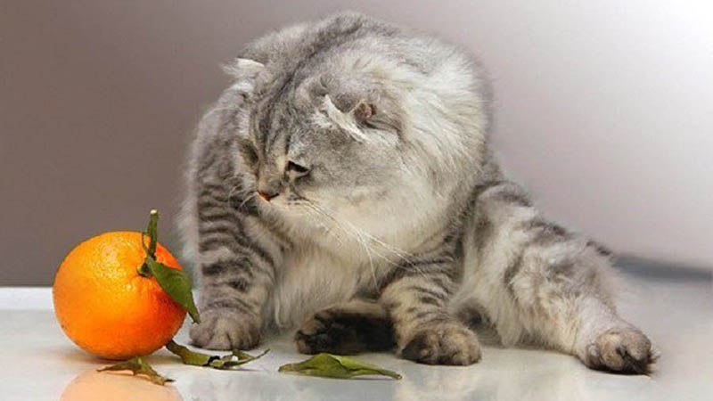 Кошки не переносят запах цитрусовых