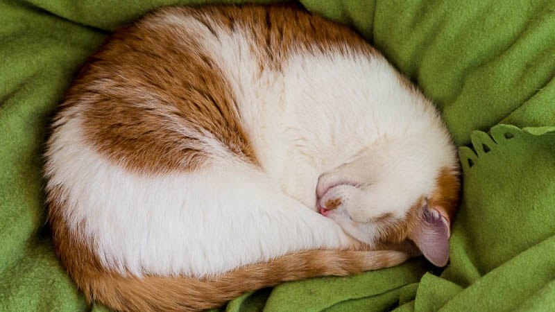 Сколько часов в сутки спит кот