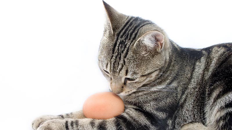 В каком виде можно давать яйца кошкам