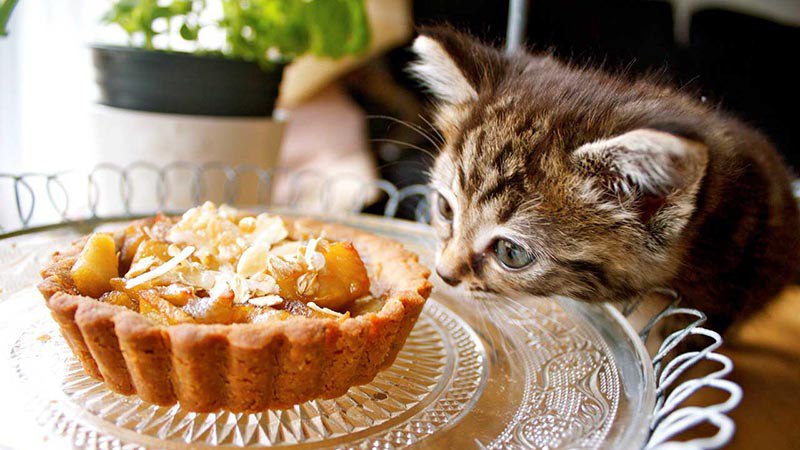 Почему сладкое вредное для кошек