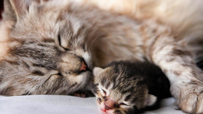 Котенок может спать 23 часа в сутки