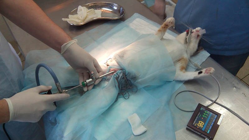 Как проходит стерилизация во время течки