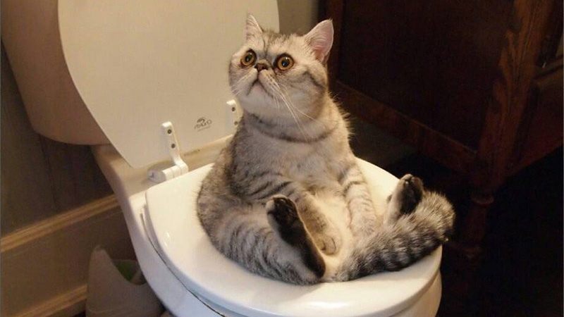 Кошка в частном доме может ходить в туалет на улицу
