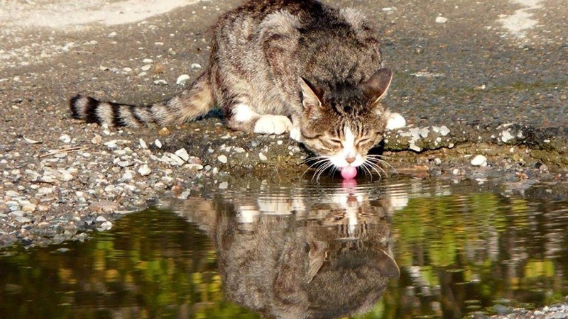 Что делать, если кошка пьет много воды