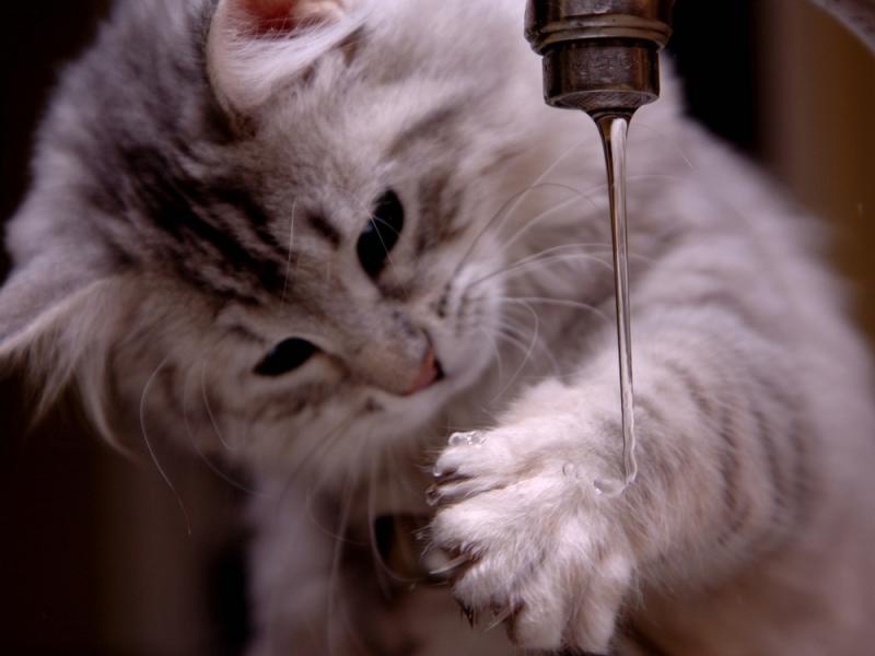 Почему кошка пьет много воды
