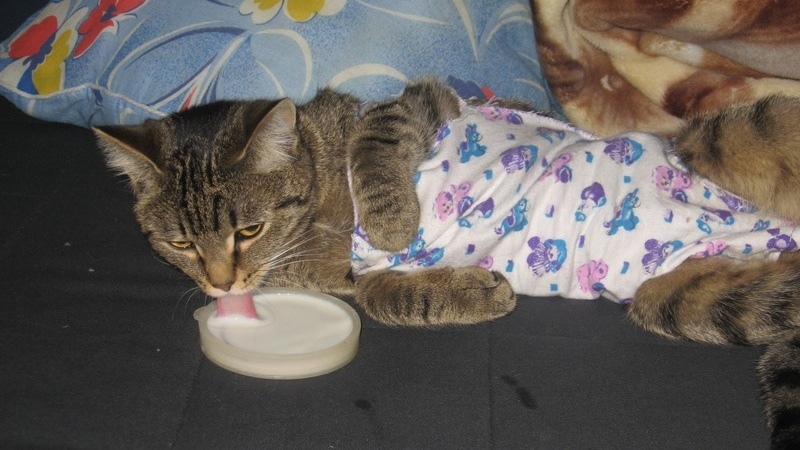 Кошка пьет воду после стерилизации 