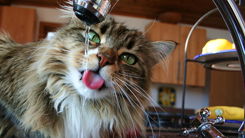 Кот пьет много когда жарко