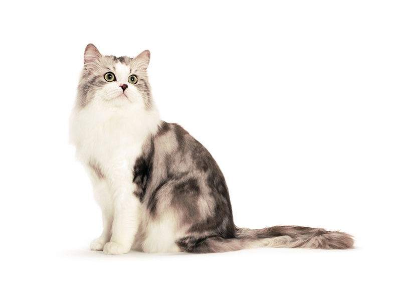 Рагамаффин - описание породы и характера кошки. Фото котят и цена кошек рагамаффин.