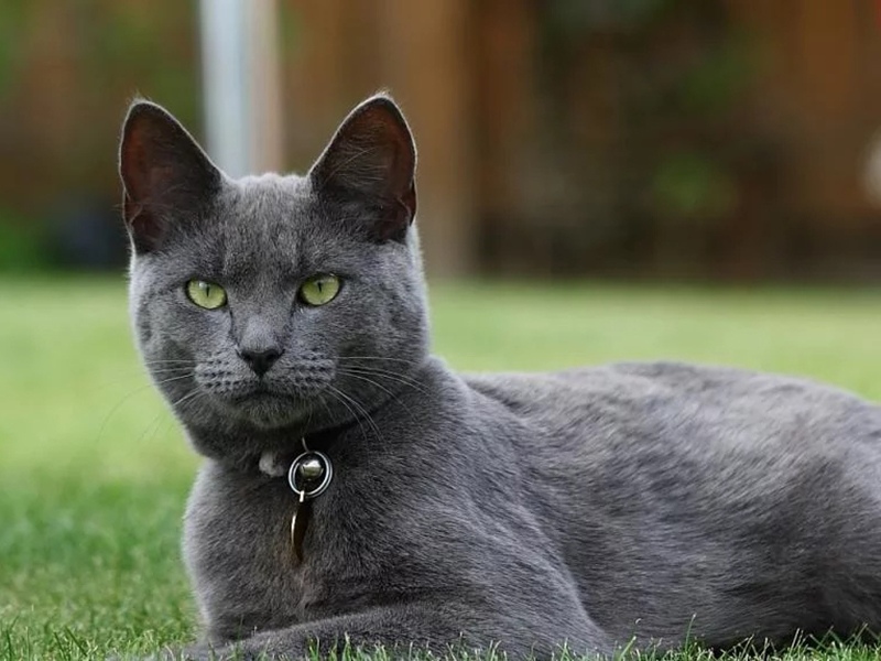 Все о русской голубой кошке: особенности внешнего вида и характера