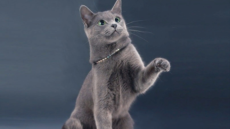 Аристократичный кот русской голубой породы