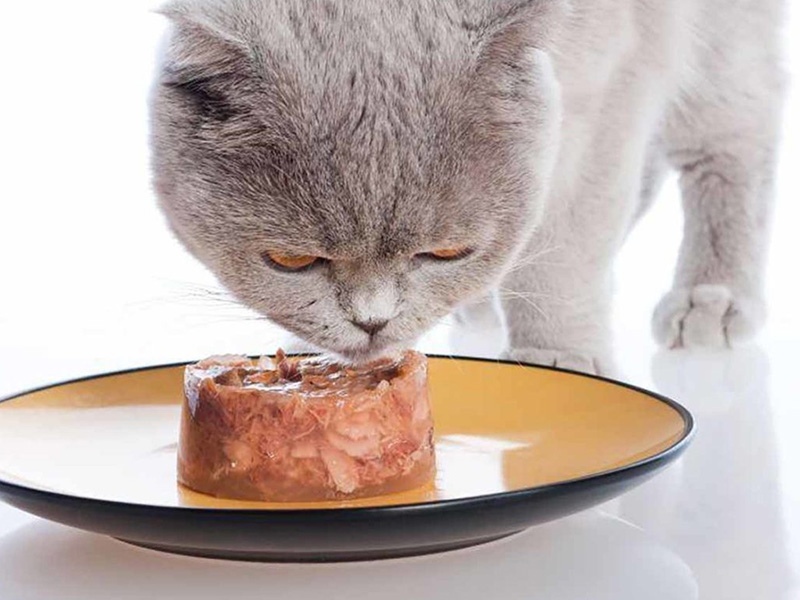 Чем кормить кошку с диагнозом почечная недостаточность