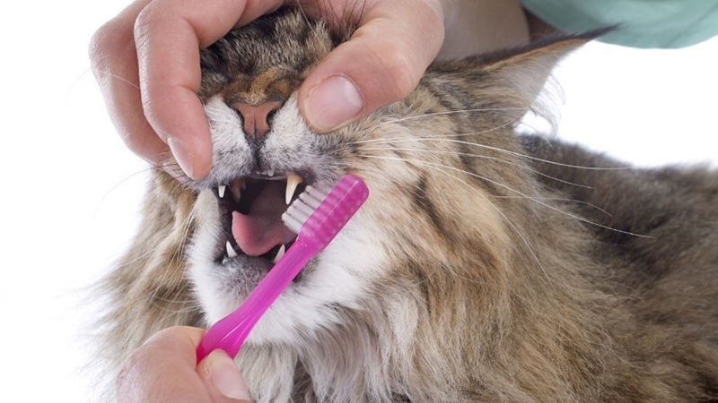 Ветеринар подскажет, как избавиться от зловонного запаха изо рта у кошки