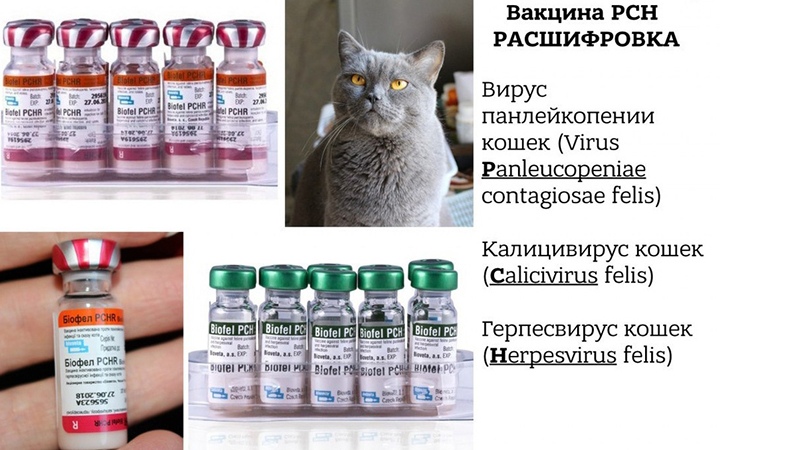 Вакцины от кошек и их стоимость