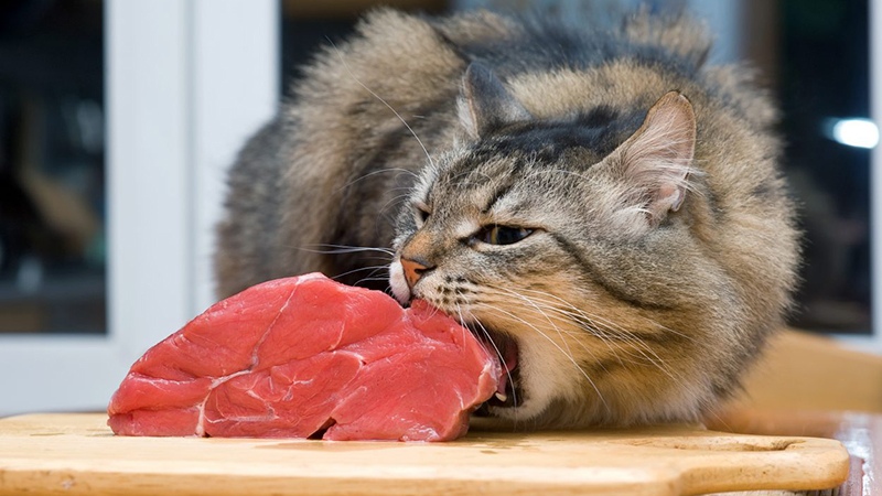 Чем опасно сырое мясо для котов