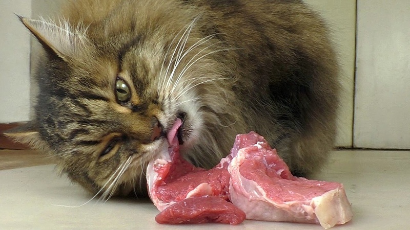 Как часто кормить кота сырым мясом