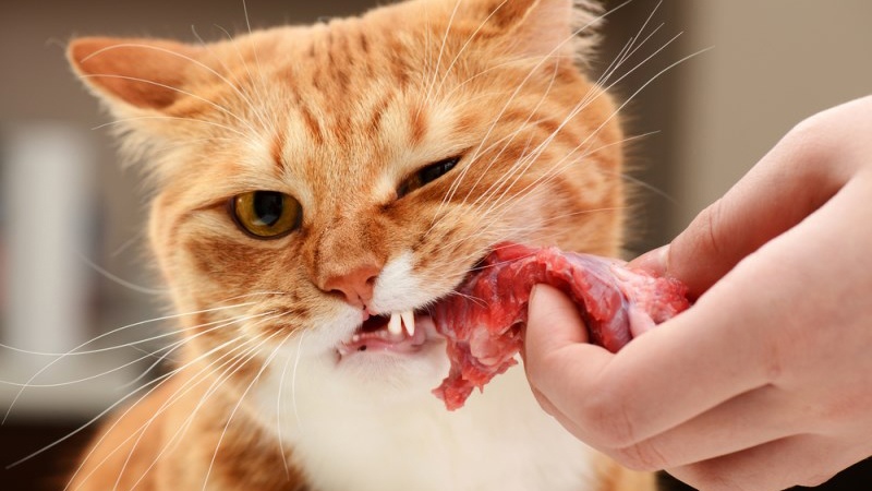 Мясо говядины полезно для кошек