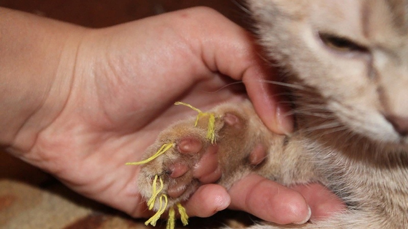 Почему не стоит удалять когти кошке: рассматриваем плюсы и минусы процедуры