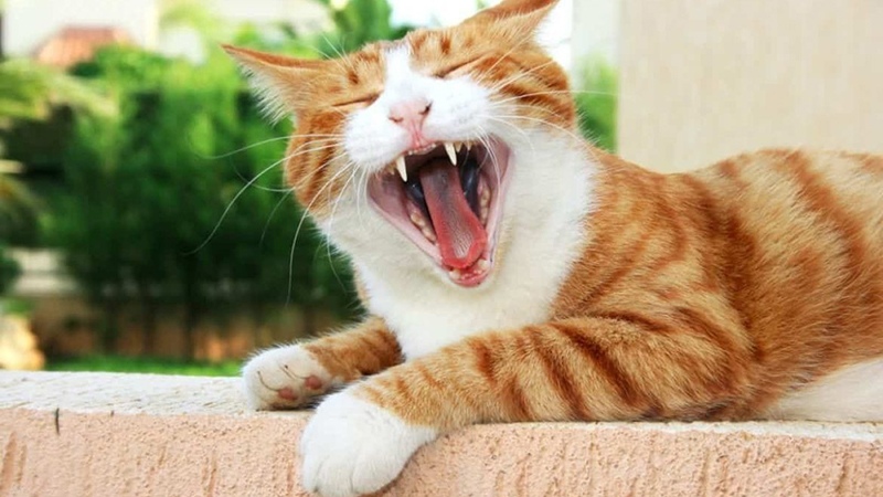Причины возникновения неприятного запаха изо рта кошки