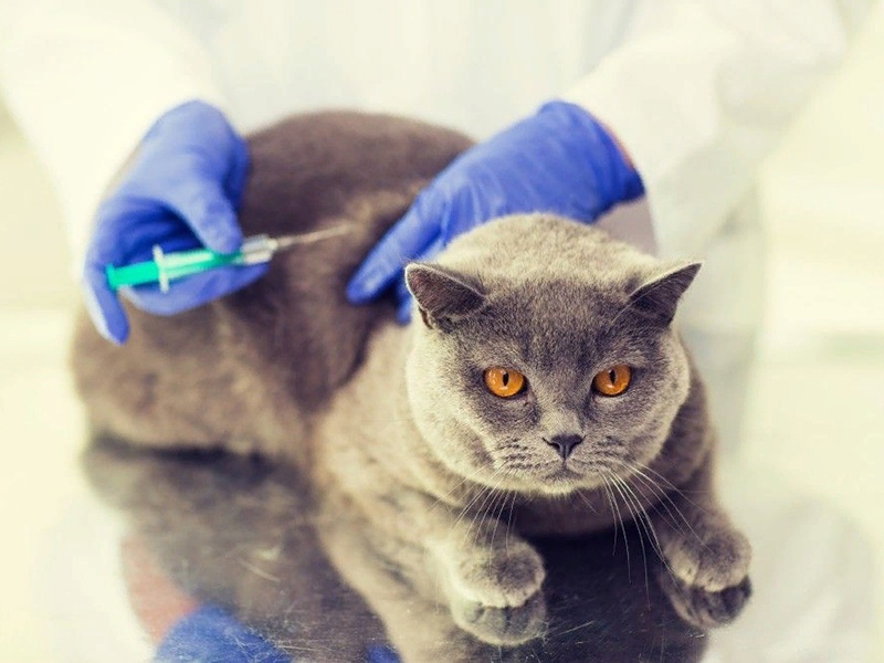 Какие прививки нужно делать котятам-британцам