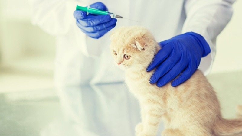 Правила вакцинации кошек