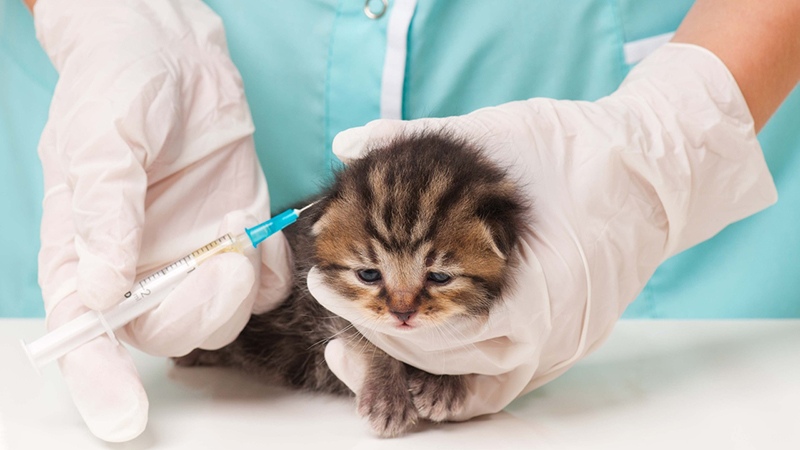 Какие прививки делают котятам
