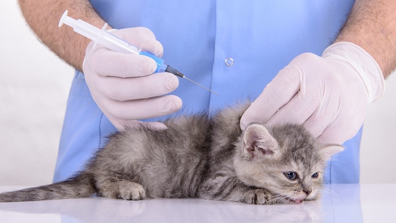 От каких болезней ставят прививки шотландским котятам 
