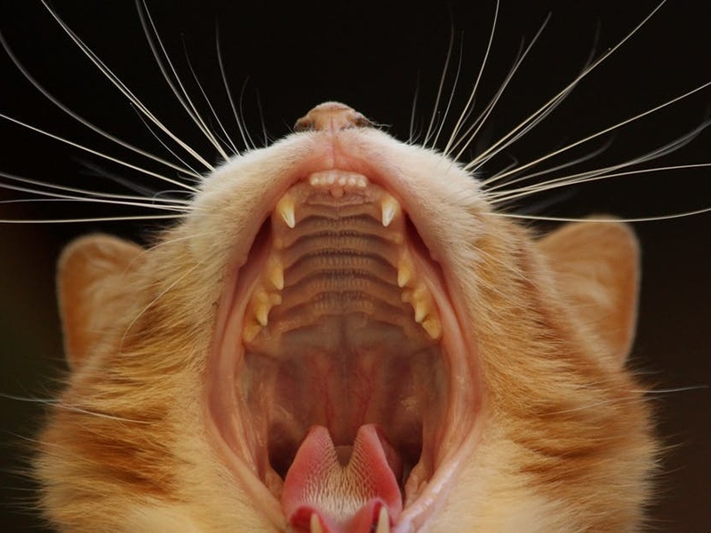 У кошки воняет изо рта - почему?