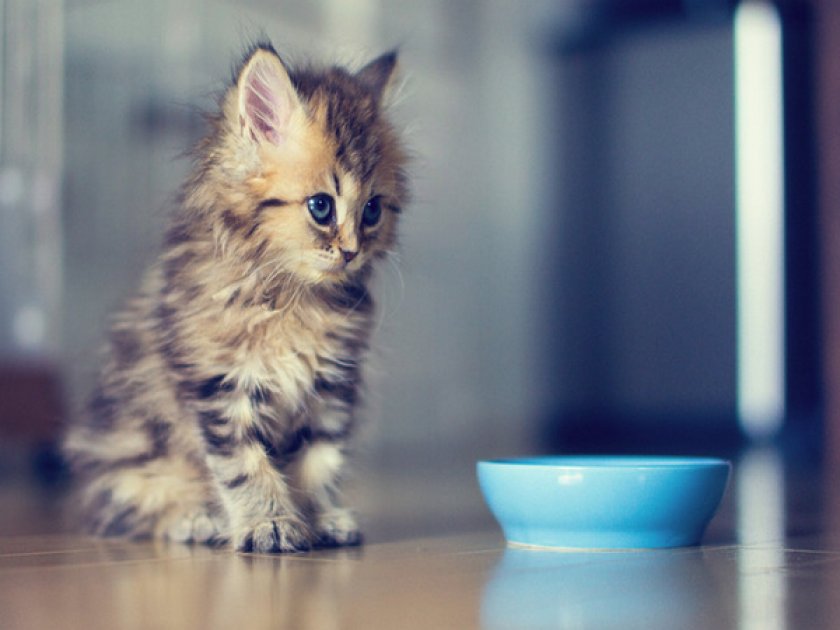 Как правильно кормить мейн-кунов: питание котят по месяцам и советы  ветеринаров