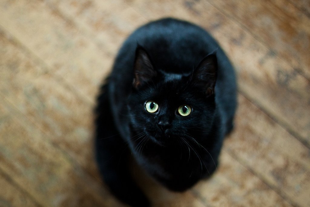 бомбейский кот