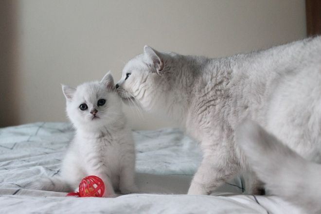 Котенок и его мама